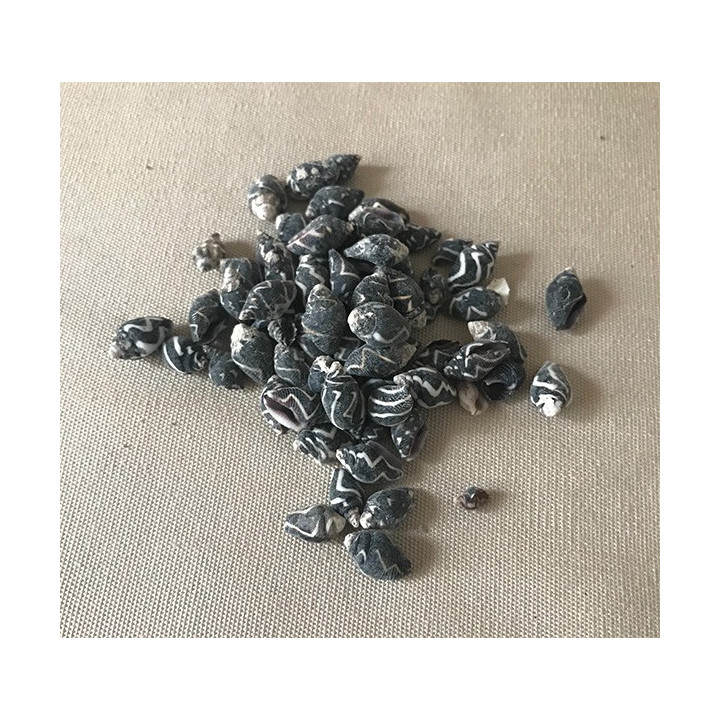 Pyrene Ocellata 1cm lot de 2kg