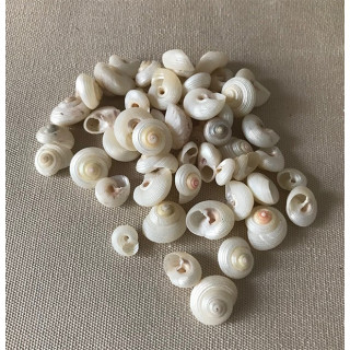 Pearly Monilea 5/8mm by 2kg