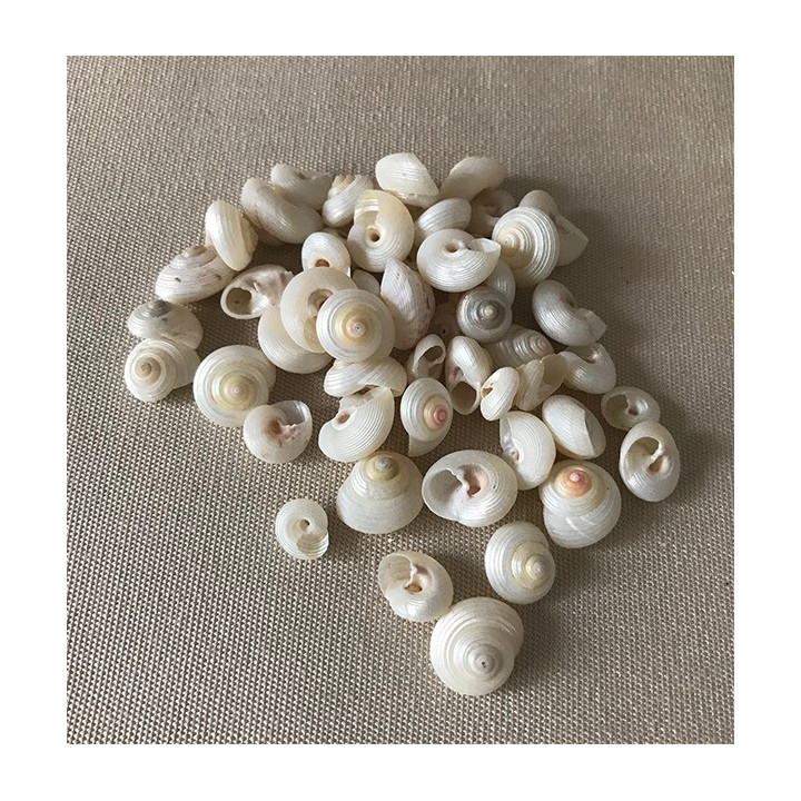 Pearly Monilea 5/8mm by 2kg