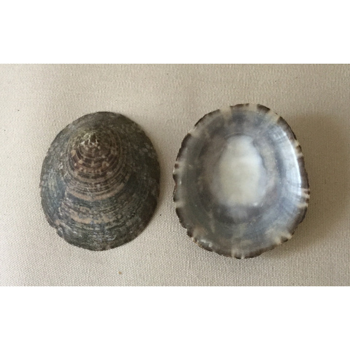 Patelle Cellana Raw 6/8cm