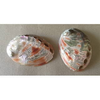 Abalone rufescens 8/9cm by 12