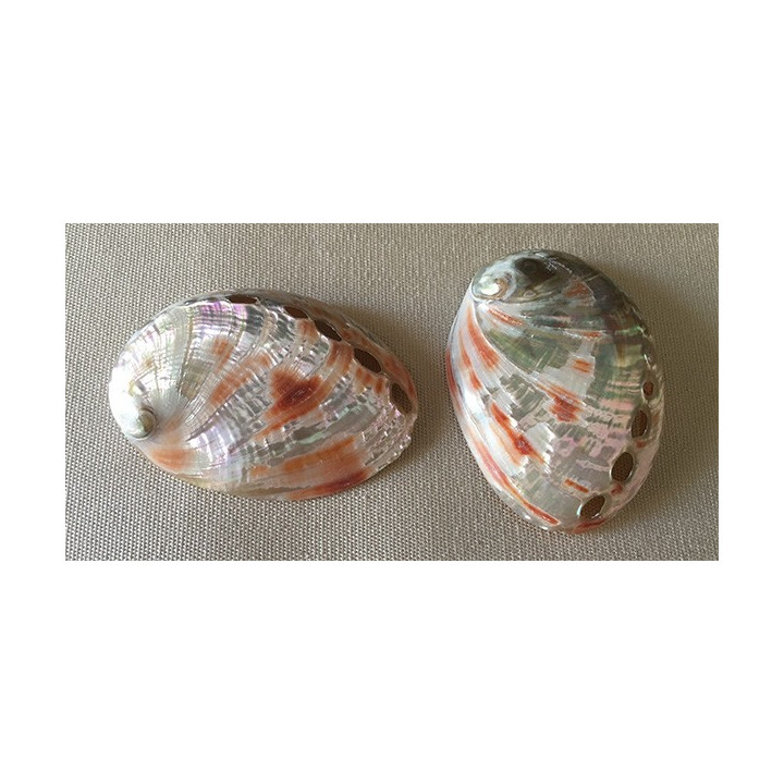Abalone rufescens 8/9cm par 12