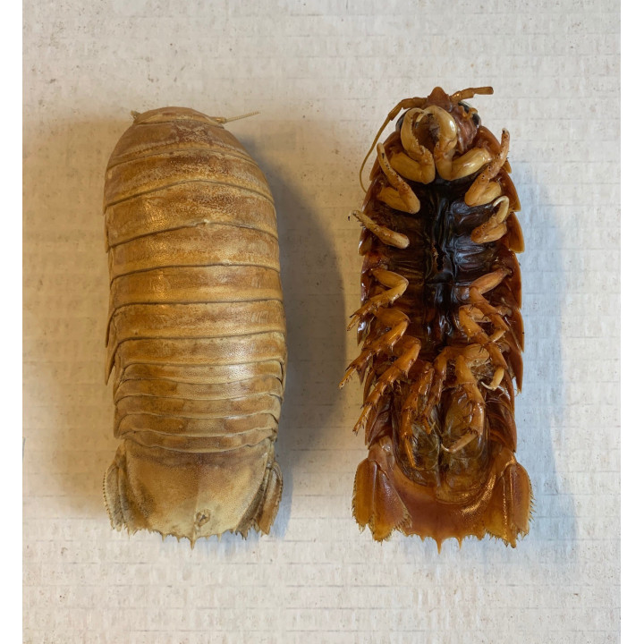 Isopode cirolanidae 10-15cm par 1