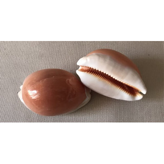 Cypraea Aurentium 8/9cm