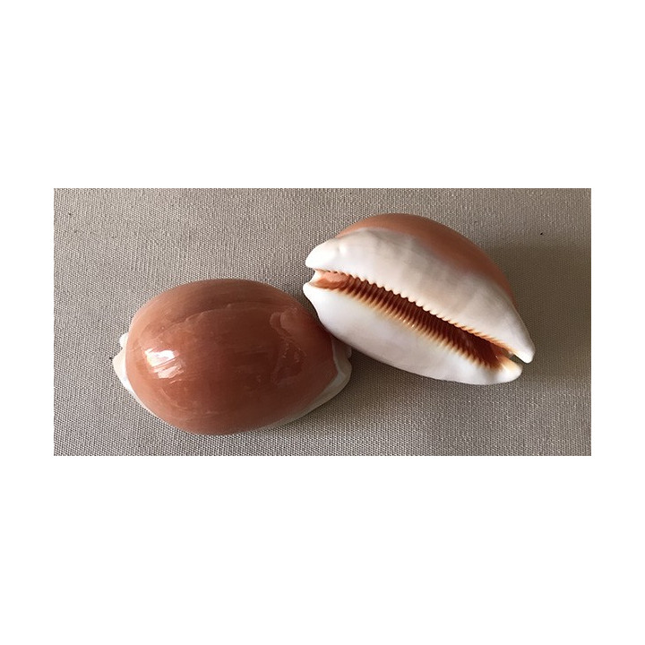 Cypraea Aurentium 8/9cm
