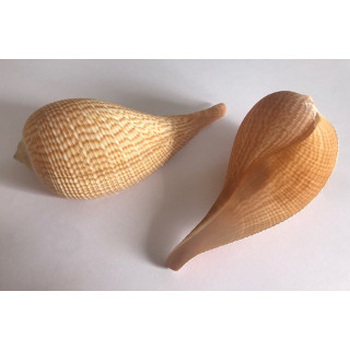 Ficus Gracilis 9/11cm lot of 10