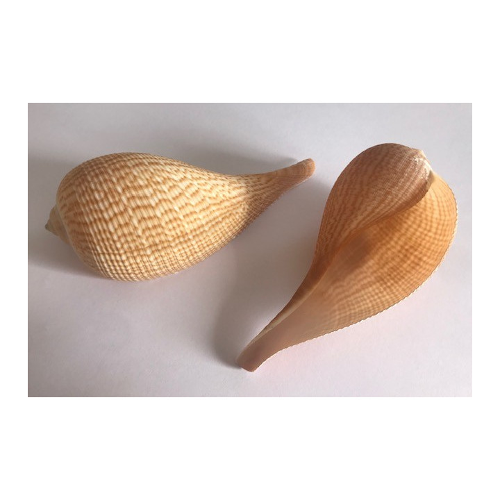 Ficus Gracilis 9/11cm lot of 10