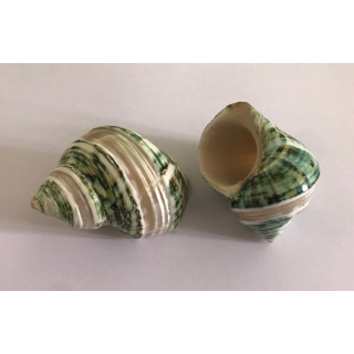 Green turbo pearly band 5/6cm by 25