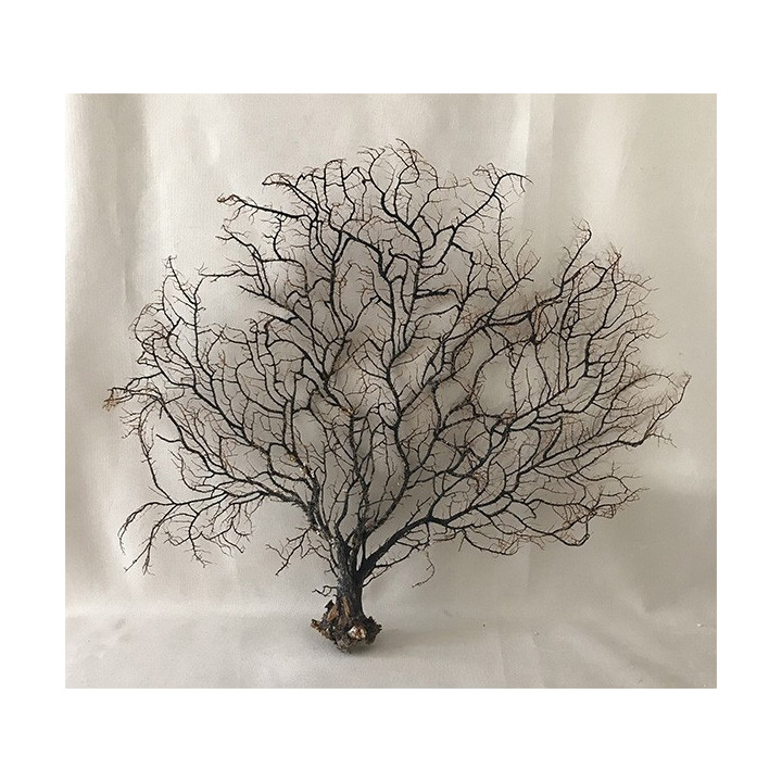 Gorgone arbre noire 38/50cm par 2