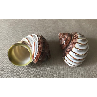 Turbo petholathus bande nacre sculptée assortis 7.5/8.5cm par 25