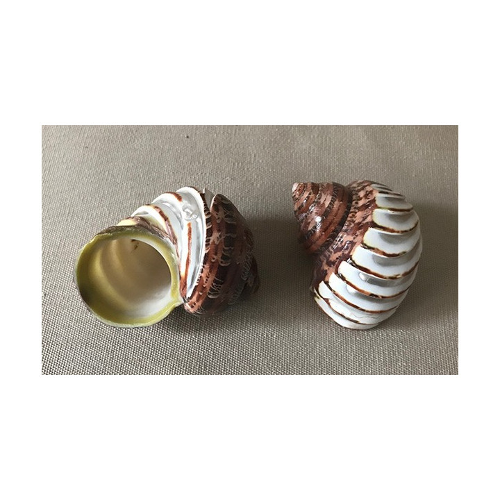 Turbo petholathus bande nacre sculptée assortis 7.5/8.5cm par 25