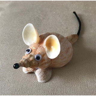 Souris pleuroploca trapezium 10cm par 12