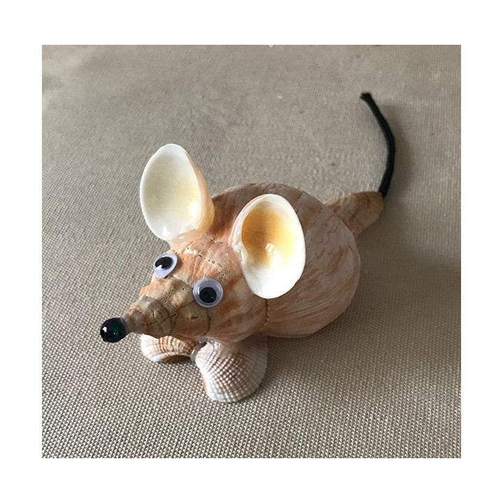 Souris pleuroploca trapezium 10cm par 12