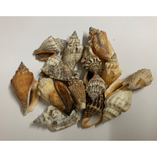 Strombus urceus 3/3.5 cm au kilo par 2kg