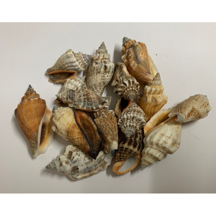 Strombus urceus 3/3.5 cm au kilo par 2kg