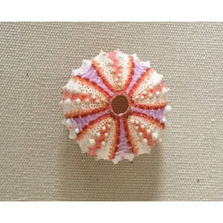 Test d'oursin granulatus coloré 2-3cm par 3