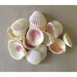 Coque Blanche 4/6cm lot de 2 kg