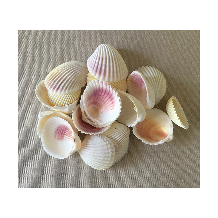 White shell 3/4cm by 2kg