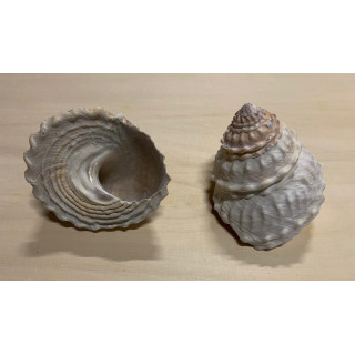 Astrea undosa naturel 10/12cm par 2