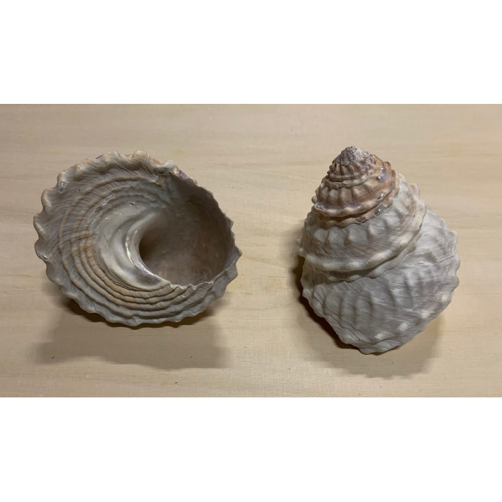 Astrea undosa naturel 10/12cm par 2