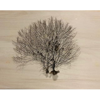 Gorgone dentelle noire 25/35cm (10-12") lot de 3