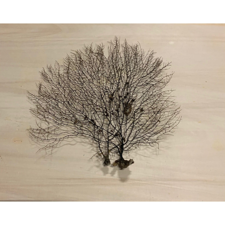 Gorgone dentelle noire 25/35cm (10-12") lot of 3