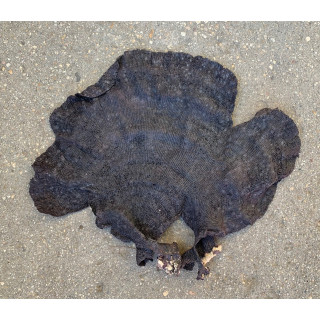 Black fillet sponge 40/60cm batch of 1