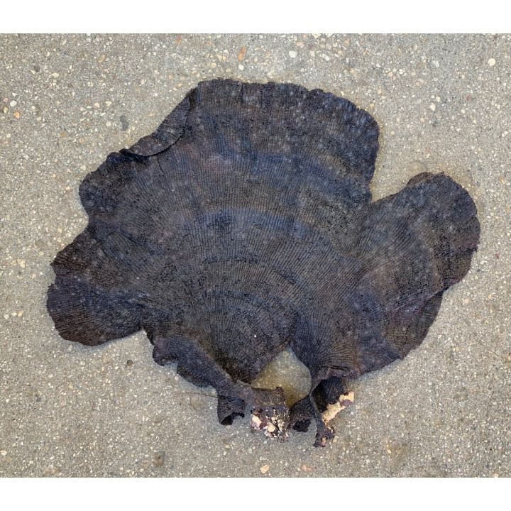 Black fillet sponge 40/60cm batch of 1