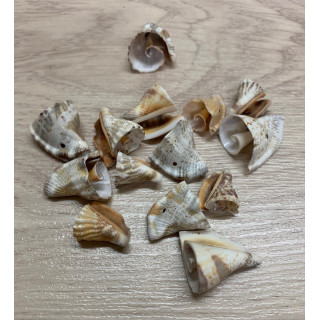 Morceaux de Vertagus perforés 2cm 30p lot de 3