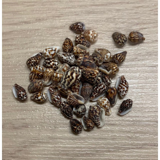 Mini Nassa Perforated 1cm 125p lot of 3