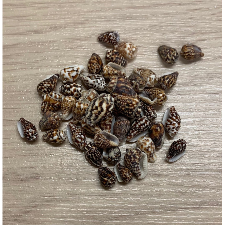 Mini Nassa Perforated 1cm 125p lot of 3