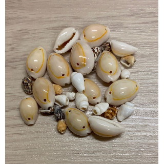 Mix Mini Sandshells Perforated 170/200p lot of 3