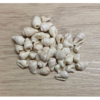 Mini Nassa White Perforated 1cm 200p lot of 3