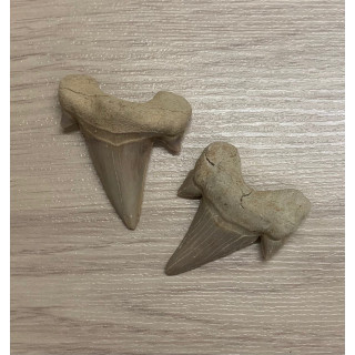 Fossil Shark Tooth Lamna Obliqua 4/5.5cm lot of 3