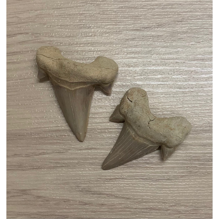 Fossile Dent de Requin Lamna Obliqua 4/5.5cm lot de 3