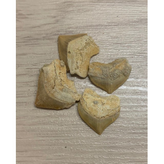 Dent de Requin Corax Fossile 3cm lot de 6
