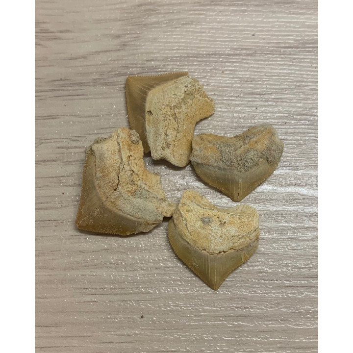 Shark Tooth Corax Fossil 3cm lot of 12