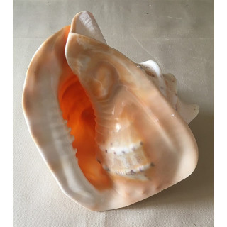 Cassis Cornuta 20/23cm by 1