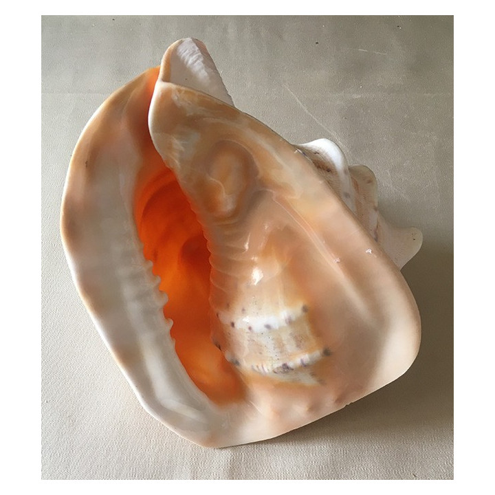 Cassis Cornuta 20/23cm by 1