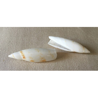 White terebelum 4/5cm by 50