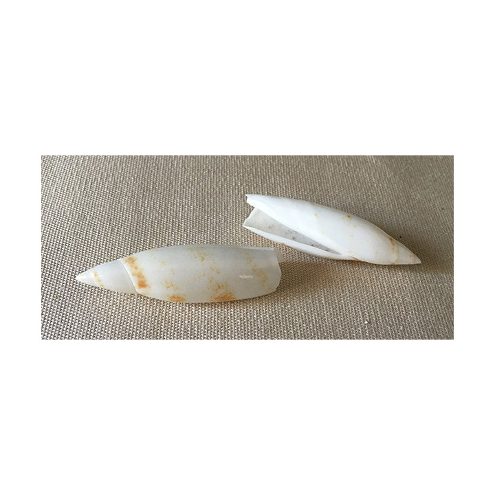 White terebelum 4/5cm by 50