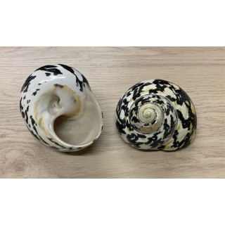 Turbo pica cittarium noir 7/9 cm par 3