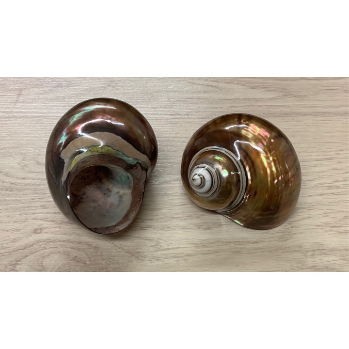 Burgo cuivré 8/9cm par 2