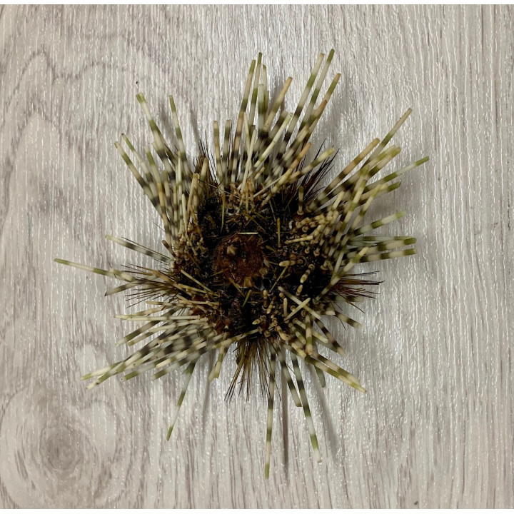 Oursin d'indonésie 7/9cm par 6