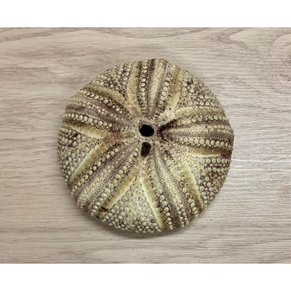 Sea urchin Test 13/15cm lot of 3