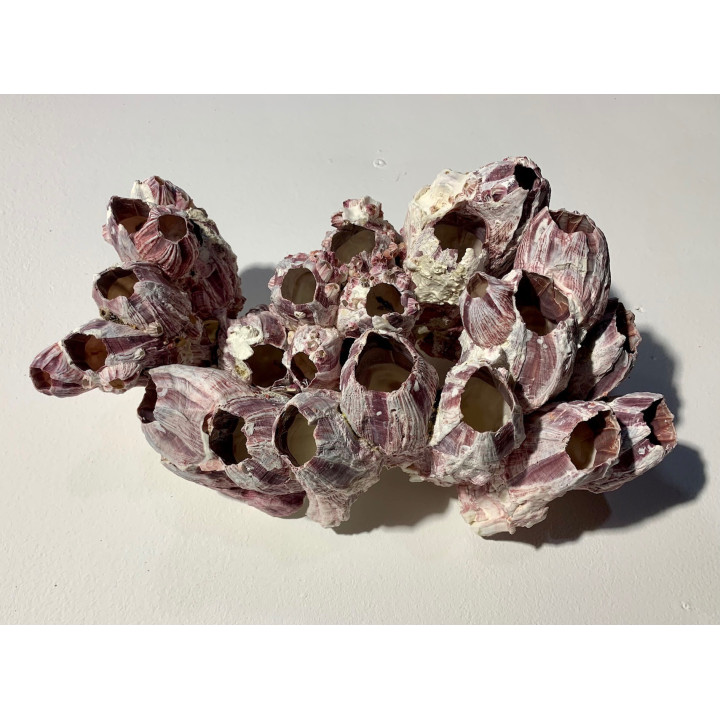 Balanes bloc 30/35cm par 1