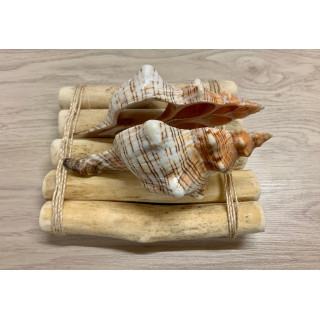 Porte Lettres dans Fasciolaria lot de 6