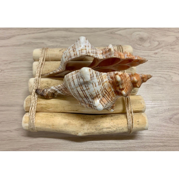 Letter Door in Fasciolaria lot of 6