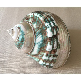 Green burgo pearly band 8/9cm by 6