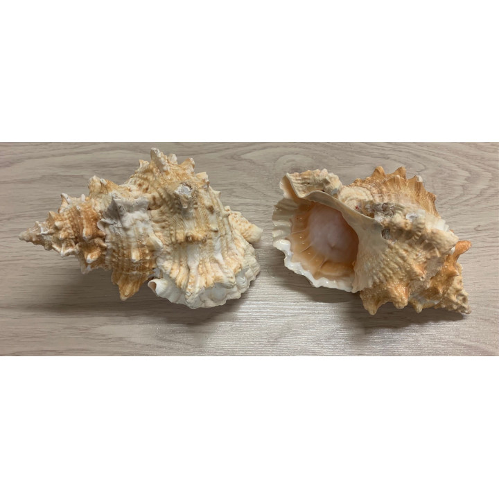 Bursa lissotoma 16/18cm par 6